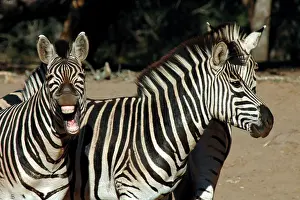 Braying: Burchell's Zebra braying