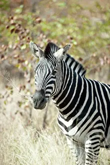 Chewing: Burchell's Zebra chewing grass