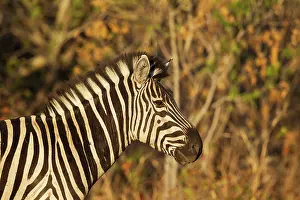 Okavango: Burchell's Zebra - close-up in the last light of the evening