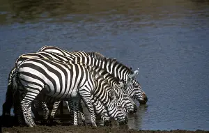 Unison: Burchell's Zebra - drinking