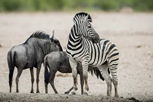 Hartebeest: Burchell's zebra (Equus burchelli) and blue wildebeest