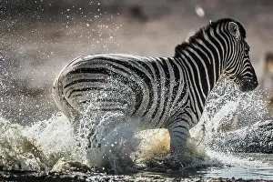 Flee: Burchell's zebra (Equus burchelli) escapes from