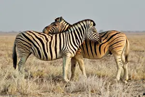 Burchelli: Two burchells zebra (Equus burchelli) Etosha National