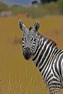 Burchelli: BURCHELL'S ZEBRA (equus burchelli), PORTRAIT OF
