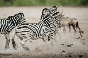 Argue: Burchell's zebra (Equus burchelli) quarrelling at