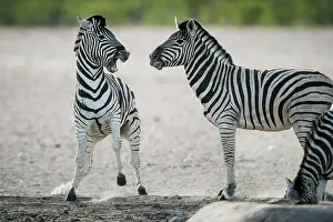 Argue: Burchell's zebra (Equus burchelli) quarrelling at