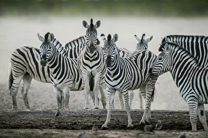 Burchelli: Burchell's zebra (Equus burchelli) at a waterhole