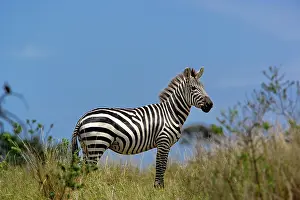 Masi: Burchell's Zebra, Equus burchellii, Masai