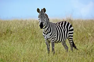 Burchelli: Burchell's Zebra, Equus burchellii, Masai