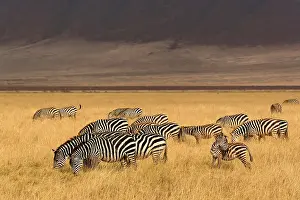 Burchellii: Burchell's Zebra, Equus burchellii, Ngorongoro