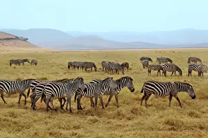 Burchellii: Burchell's Zebra, Equus burchellii, Ngorongoro