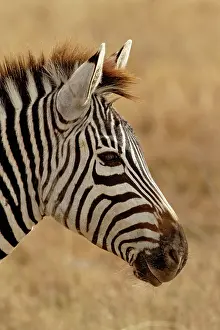 Burchellii: Burchell's Zebra, Equus burchellii, Ngorongoro