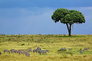 Burchellii: Burchell's Zebra, Equus burchellii, Serengeti