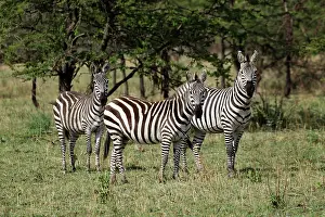 Burchellii: Burchell's Zebra, Equus burchellii, Serengeti