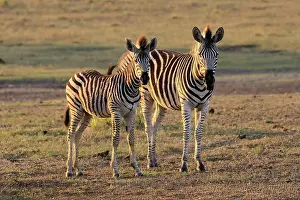 Stripe: Burchell's zebra (Equus quagga burchelli)