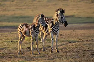 Stripe: Burchell's zebra (Equus quagga burchelli)