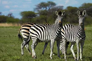 Nxai: Burchell's zebra ( Equus quagga burchellii