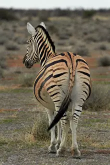 Burchellii: Burchell's zebra ( Equus quagga burchellii