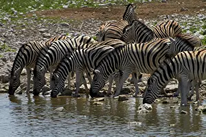 Burchellii: Burchell's zebra ( Equus quagga burchellii