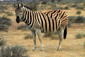 Burchellii: Burchell's zebra ( Equus quagga burchellii
