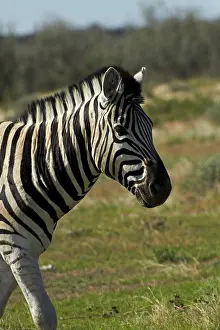 Burchellii: Burchell's zebra ( Equus quagga burchellii