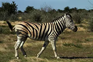 Burchellii: Burchell's zebra ( Equus quagga burchellii