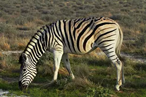 Burchellii: Burchell's zebra ( Equus quagga burchellii