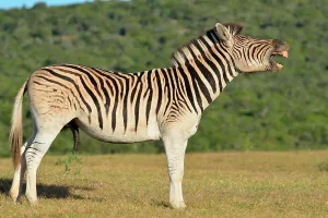 Penis: Burchell's zebra (Equus quagga burchellii), neighing