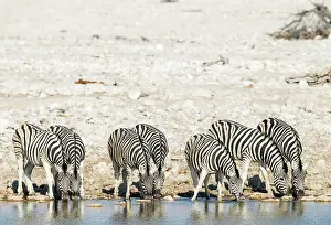 Zebra: Burchell's Zebra (Equus quagga burchellii)