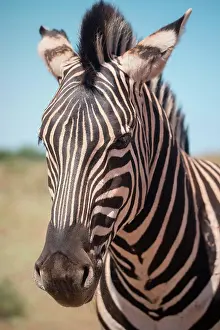 Quagga: Burchell's Zebra (Equus Quagga burchellii), Addo