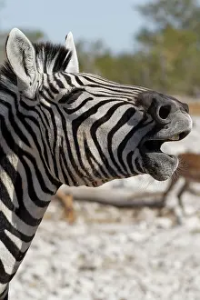Kunene: Burchells zebra (Equus quagga burchellii), adult