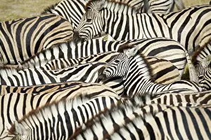 Burchells: Burchells zebra (Equus quagga burchellii) herd s
