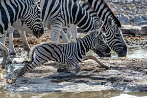 Burchells: Burchells zebra (Equus quagga burchellii) young