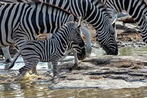 Burchells: Burchells zebra (Equus quagga burchellii) young