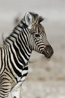 Burchells: Burchells zebra (Equus quagga burchellii), zebra