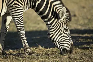 150818: Burchell's zebra - feeding - Botswana, Africa
