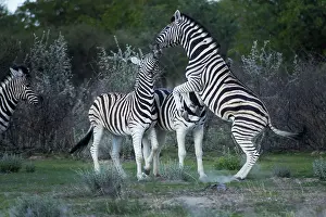Burchellii: Burchell's zebra fighting ( Equus quagga