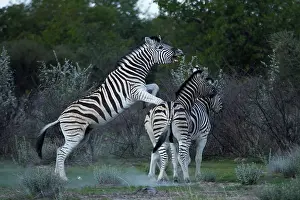 Burchellii: Burchell's zebra fighting ( Equus quagga