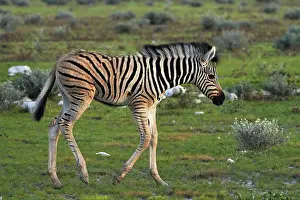 Burchellii: Burchell's zebra foal ( Equus quagga burchellii