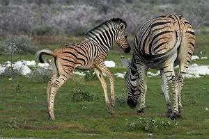 Excitement: Burchell's zebra foal and mother ( Equus
