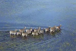 100817: Burchell's Zebra - in a freshwater marsh - aerial