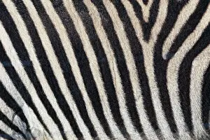 Zebra: Burchell's zebra pattern of black and white stripes, Kenya