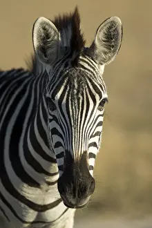 150818: Burchell's zebra - portrait - Botswana, Africa