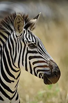 Burchelli: Burchell's Zebra portrait, Tarangire National