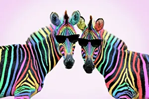 Lgbt: Burchell's Zebra, rainbow colour with sunglasses