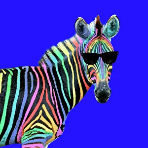 Lgbt: Burchell's Zebra, rainbow colour with sunglasses