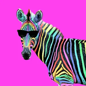 Lgbt: Burchell's Zebra, rainbow colour with sunglasses
