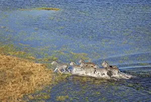 Burchell: Burchell's Zebra - roaming in a freshwater marsh