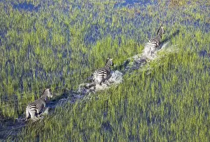 Burchell: Burchell's Zebra - roaming in a freshwater marsh