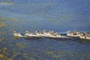 100817: Burchell's Zebra - roaming in a freshwater marsh
